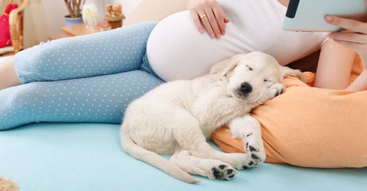 【產前須知】懷孕媽咪養寵物須注意什麼？